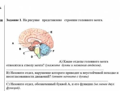 Назовите отдел, обозначенный буквой А, и его функции (не менее двух функций).​