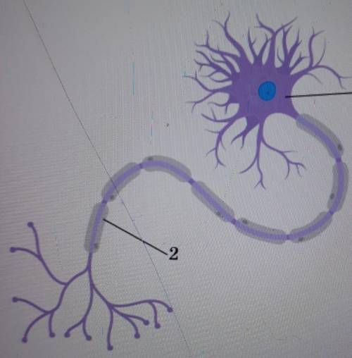 Соотнесите структуры кабинетный нейроны отмеченные на рисунке цифрой один и два с их названиями​