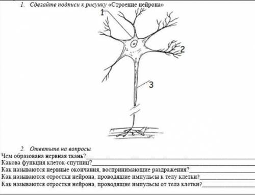 Зделайте подписи к риунку Строение нейрона ответить на вопросы