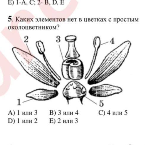 Каких элементов нет в цветках с простым околоцветником