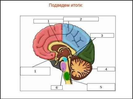 А) ПОДПИШИТЕ НАЗВАНИЕ ОТДЕЛОВ МОЗГА, ЗАШИФРОВАННЫХ ПОД ЦИФРАМИВ) ОПИШИТЕ ФУНКЦИИ, ВЫПОЛНЯЕМЫЕ ДАННЫМ