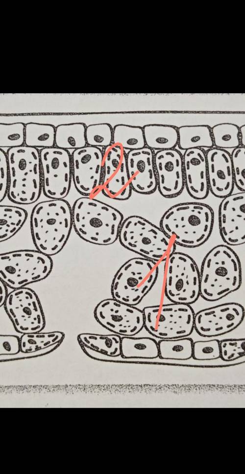 Укажите, обозначив цифрами, где в Мякоти листа находятсяклетки губчатой и столбчатойтканей.1 — губча