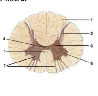 Определите структурные компоненты спинного мозга.