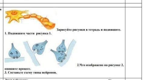 Нужно подписать и составить схему типы нейронов​