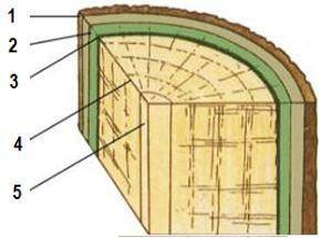 1. Рассмотри рисунок, расположи слои стебля по предложенным номерам и назови, из каких тканей они со