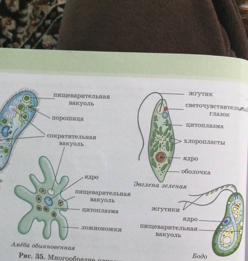 Зврисуйте строеник амёбы обыкновенной и эвглены и подпишите части их клеток