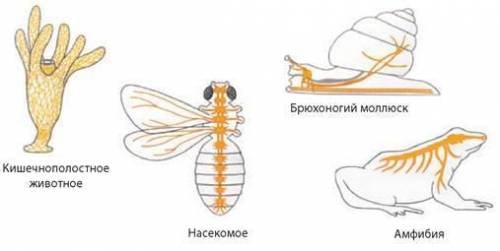 Задание 2. ( ) По рисунку определите тип нервной системы животных. Опишите особенности каждого типа