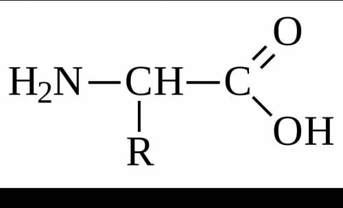 Строение аминокислоты? из чего она состоит? свойства белков?​