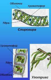 Решение и ответ в DOCX файле, другие не принимаю!