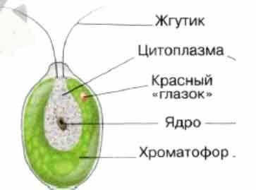 Решение и ответ в DOCX файле, другие не принимаю!