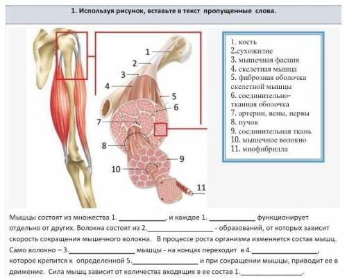 Используя рисунок, вставьте в текст пропущенные слова