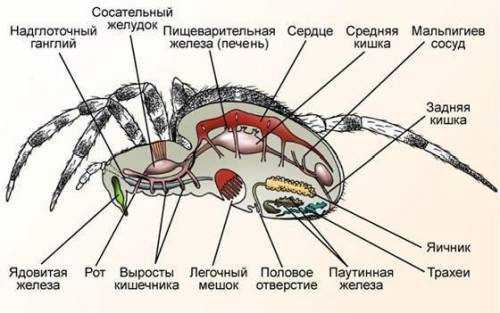 Установите взаимо связь особенности питания паука крестовина и строение его пищеварительной системы