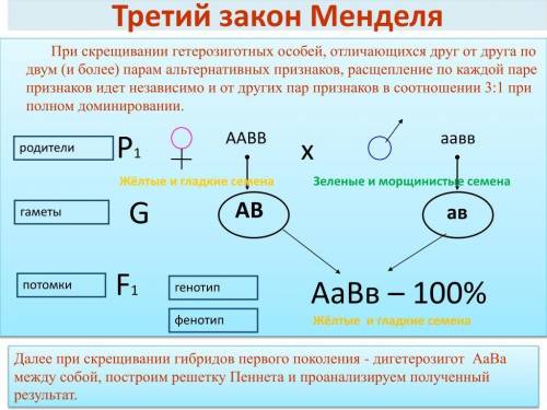 Назвіть третій закон Г.Менделя. Яке співвідношення особин у фенотипі відбувається у цьому законі?