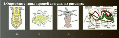 Определите тип нервной системы на рисунках.