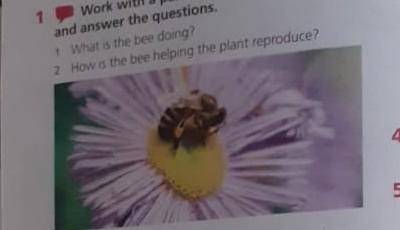 Work with a partner. Look at the photo and answer the questions.1 What is the bee doing?2 How is the