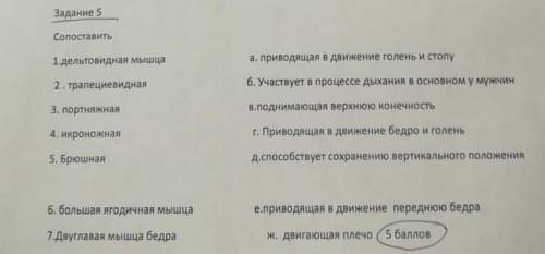 Conoставить 1 дельтовидная мышца а. приводящая в движение голень и стоny 2. трапециевидная 6. Участв