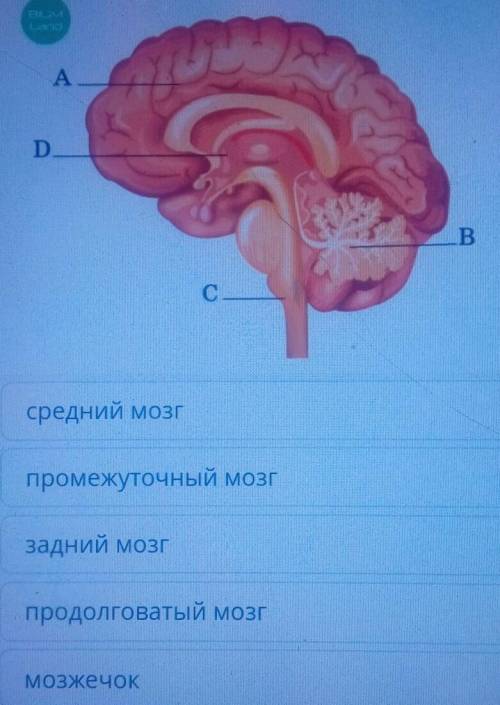 Ниже изображен рисунок головного мозга. Какому отделу мозга не соответствует ниодна из букв на рисун