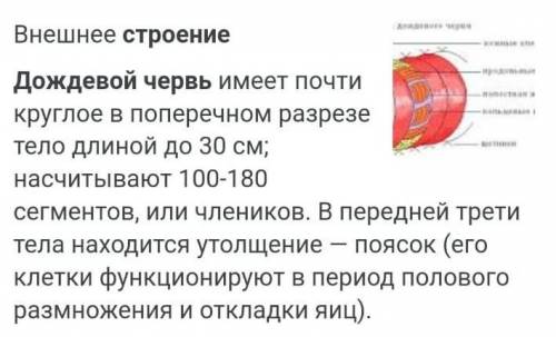 Какое строение у дождевого червя​