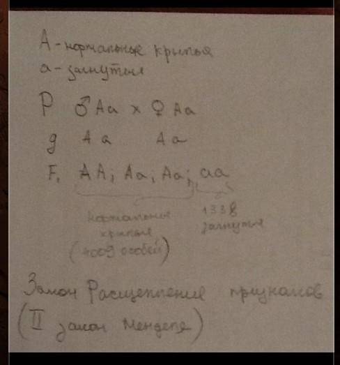 Сразу Вследствие скрещивания дрозофилы с нормальными крыльями (А) в потомстве получили 1/4 мух с кри