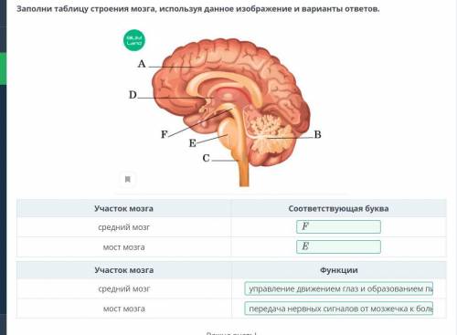 Заполни таблицу строения мозга, используя данное изображение и варианты ответов. 8 задание ответ.