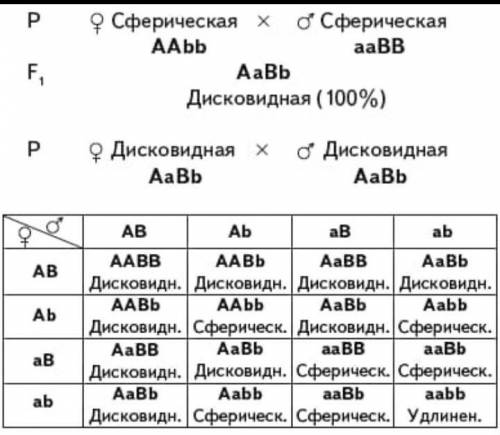 Какова вероятность того, что мать гетерозиготна по этому заболеванию, отец здоров, а в семье родилас