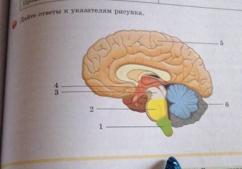 Дайте ответы к указаниям рисунка головной мозг​