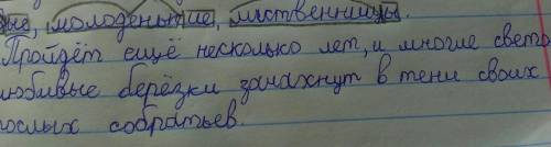 Пройдет ещё несколько лет,и многие светолюбивые берёзки зачахнут в тени своих рослых собратьев.(разо