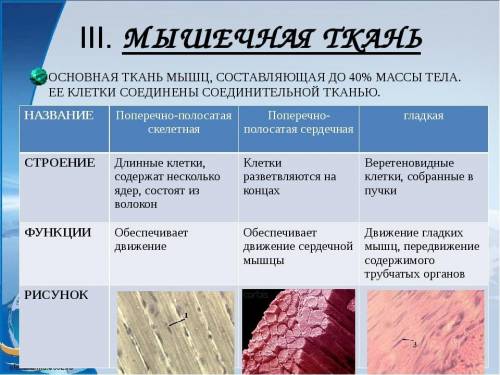 Охарактеризовать строение и функции мышечной ткани?