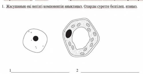 1. Жасушаның екі негізгі компонентін аныктанып, оларды суретте белгілеп, атаныз