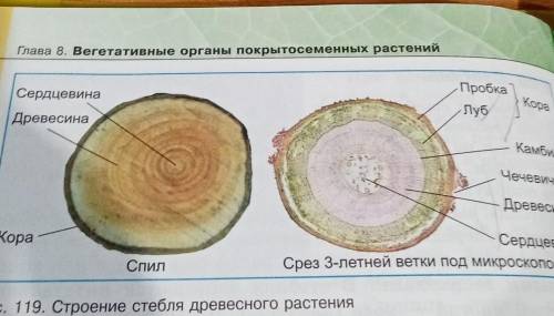 Выписать термины для рисунка 119​