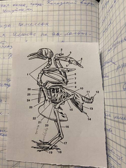Подпишите органы скелеты у птицы ОЧЕНЬ НАДО