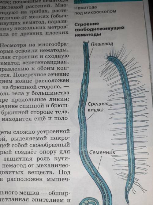 Зарисовать жизненные циклы