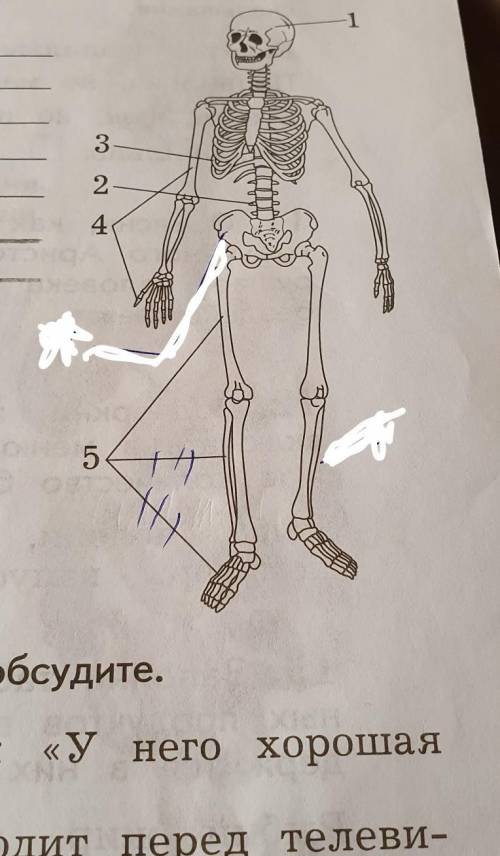 8. Подпиши части скелета, обозначенные на рисункецифрами.***5. Нога​