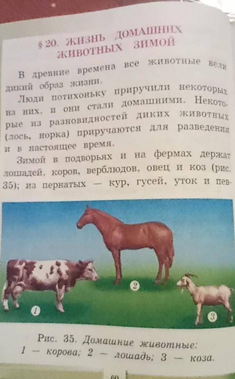 Опорные слова: домашние животные, фермы, ветеринар, лекарственные препараты,Вопросы1. Каких животных