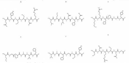 Расположите изображенные пептиды по степени растворимости в воде (от большей к меньшей). В ответ зап