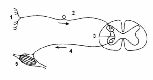 Укажите типы нейронов в рефлекторной дуге (под цифрами 1,2,3,4,5):​