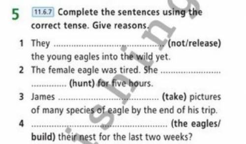 1 They (not/release) the young eagles into the wild yet. 2 The female eagle was tired. She . (hunt