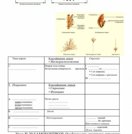 Биология. 7 класс. Особенности внешнего строения: перьевой покров (птицы)