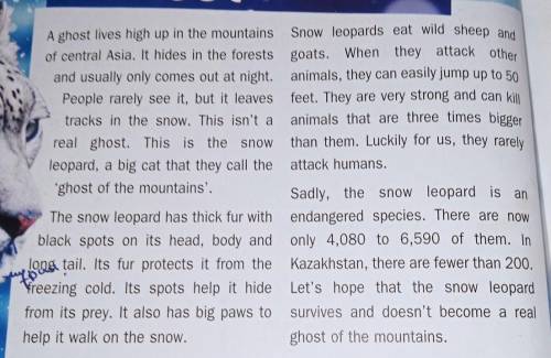 A ghost lives high up in the mountains Snow leopards eat wild sheep and of central Asia. It hides in