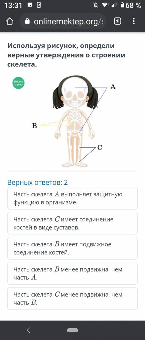 Используя рисунок, определи верные утверждения о строение скелета