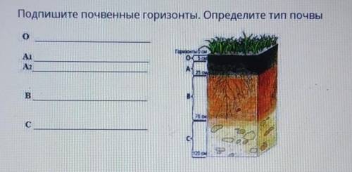 Подпишите почвенные горизонты. Определите тип почвы.​