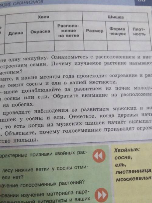 В мае-июне понаблюдайте за развитием из почек молодых побегов сосны или ели