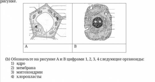 Обозначьте на рисунке А и б цифрами 1, 2, 3, 4 следующие органоиды​