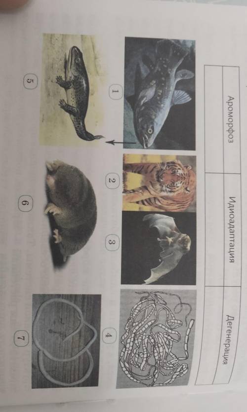 2. Начертите таблицу в тетради и внесите в нее номера рисунков. Дегенерация:Идиоадаптация:Ароморфоз: