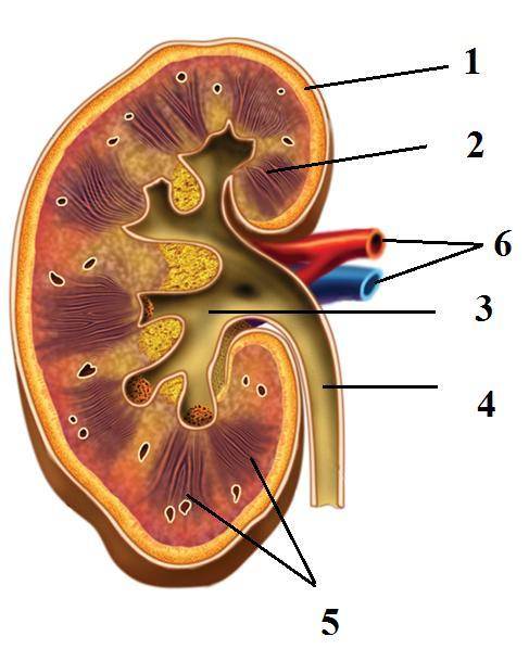 Задание: Напишите название компонентов почки, отмеченные цифрами: