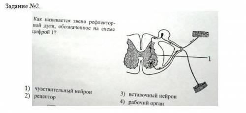 . Рассмотрите рисунок и определите все структуры под цифрами 1-8