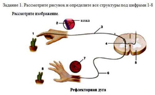 . Рассмотрите рисунок и определите все структуры под цифрами 1-8