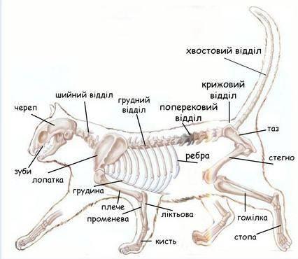 Відділи скелета рептилії , амфібії , ссавців