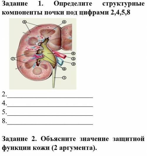 на 1 и 2 вопрос заранее ❤❤❤​