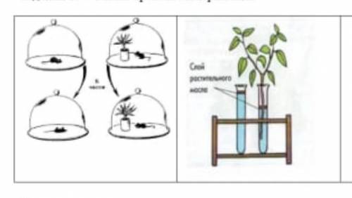 Ученики провели эксперименты (a) О каком процессе сведетельствуют опыты? (b) Какое значение играет в